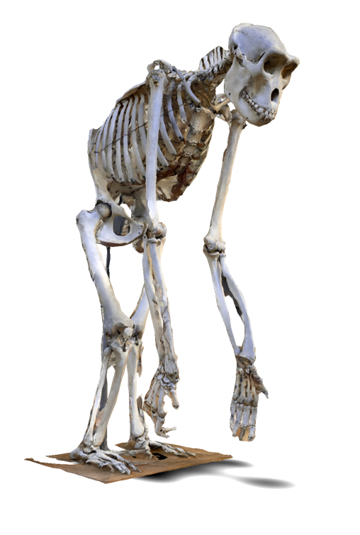 Digitized primate skeleton specimen used as a paleontology 3D scanning example